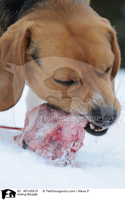 eating Beagle / AP-05915