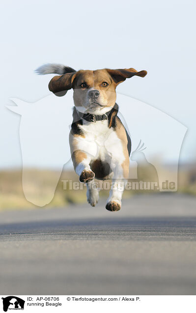 rennender Beagle / running Beagle / AP-06706