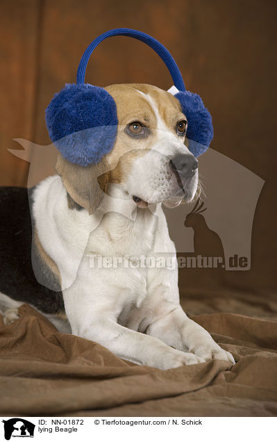 liegender Beagle / lying Beagle / NN-01872