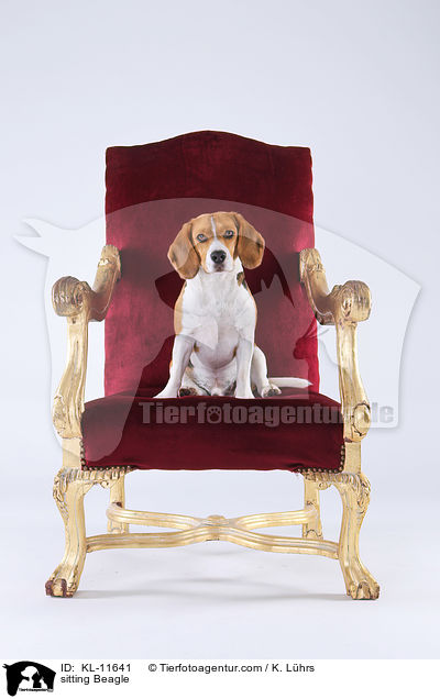 sitzender Beagle / sitting Beagle / KL-11641
