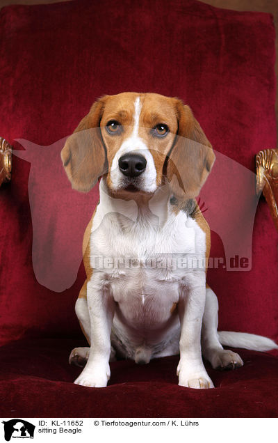 sitzender Beagle / sitting Beagle / KL-11652