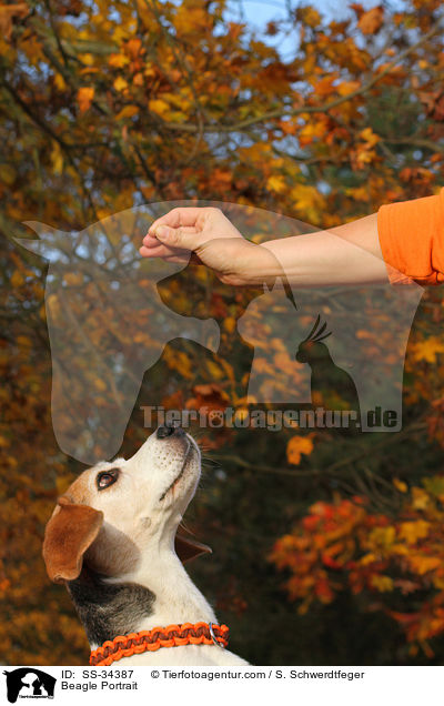 Beagle Portrait / Beagle Portrait / SS-34387