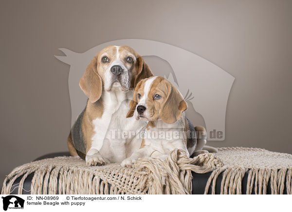 Beagle Hndin mit Welpe / female Beagle with puppy / NN-08969