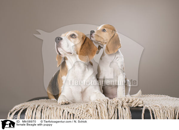Beagle Hndin mit Welpe / female Beagle with puppy / NN-08970