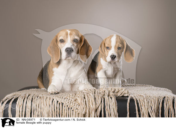 Beagle Hndin mit Welpe / female Beagle with puppy / NN-08971