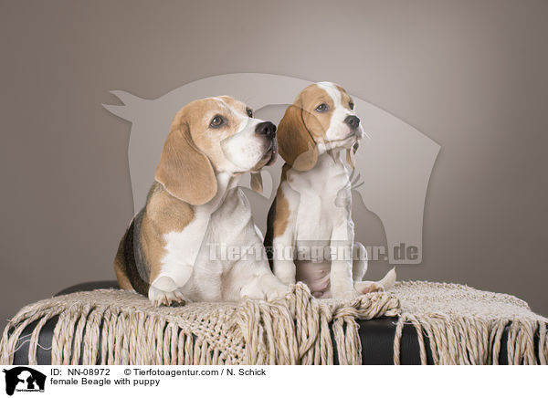 Beagle Hndin mit Welpe / female Beagle with puppy / NN-08972