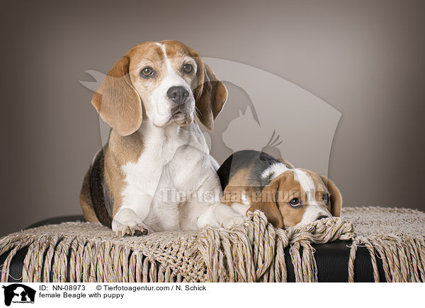 Beagle Hndin mit Welpe / female Beagle with puppy / NN-08973