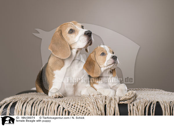 Beagle Hndin mit Welpe / female Beagle with puppy / NN-08974