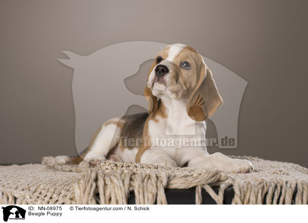 Beagle Welpe / Beagle Puppy / NN-08975