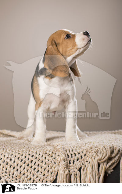 Beagle Welpe / Beagle Puppy / NN-08978