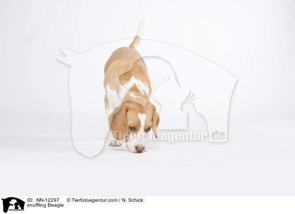 schnuppernder Beagle / snuffling Beagle / NN-12297