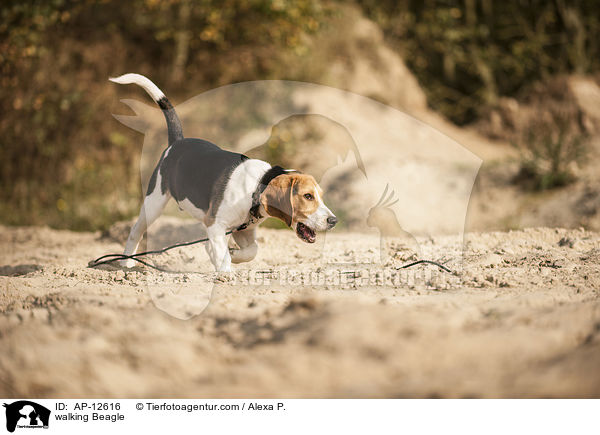 laufender Beagle / walking Beagle / AP-12616