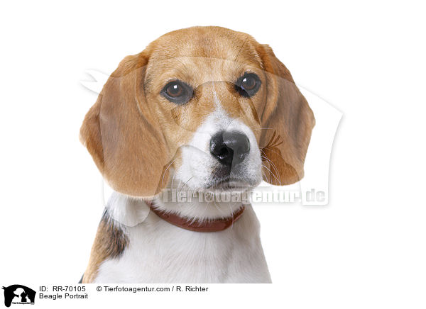 Beagle Portrait / RR-70105