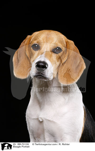 Beagle Portrait / RR-70139