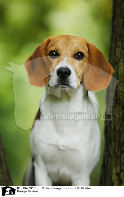 Beagle Portrait / RR-70180