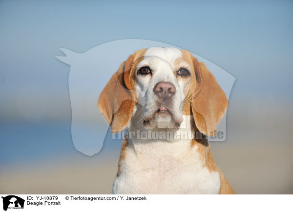 Beagle Portrait / YJ-10879