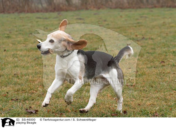 spielender Beagle / playing Beagle / SS-46000