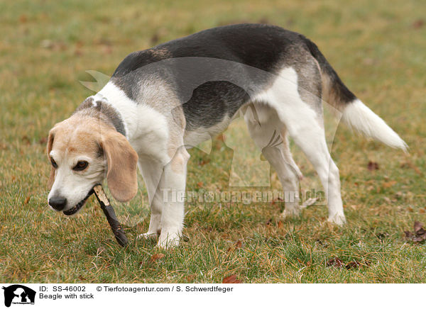 Beagle mit Stckchen / Beagle with stick / SS-46002