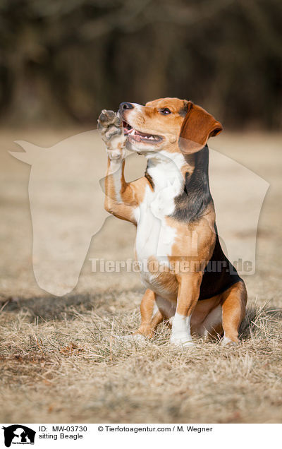 sitzender Beagle / sitting Beagle / MW-03730