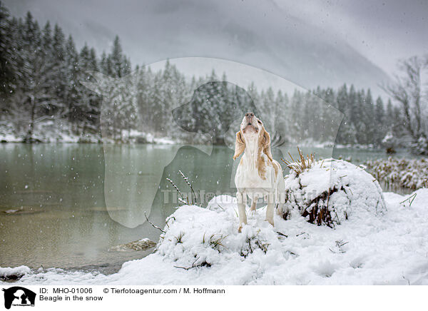 Beagle im Schnee / Beagle in the snow / MHO-01006