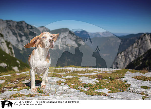 Beagle in den Bergen / Beagle in the mountains / MHO-01021