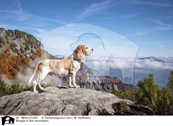 Beagle in den Bergen / Beagle in the mountains / MHO-01028