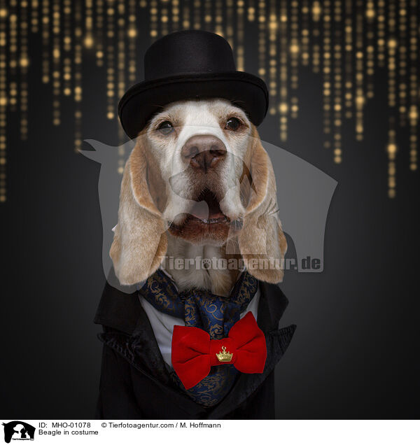 Beagle in costume / MHO-01078