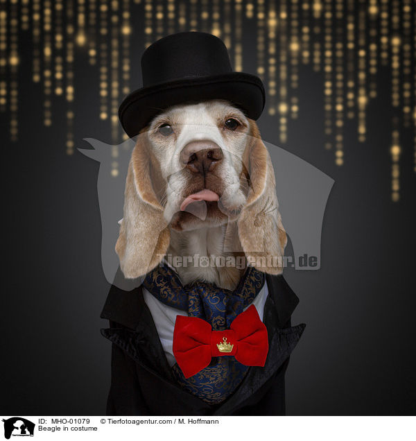 Beagle in costume / MHO-01079