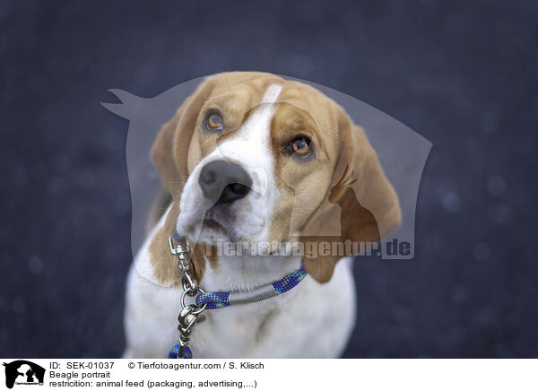 Beagle Portrait / Beagle portrait / SEK-01037