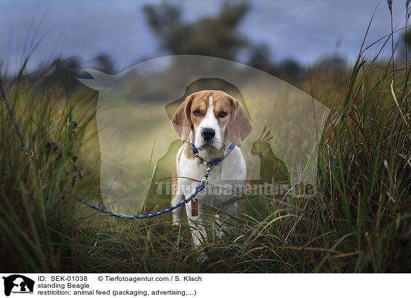 stehender Beagle / standing Beagle / SEK-01038