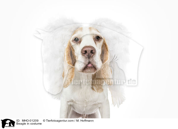 Beagle in costume / MHO-01209