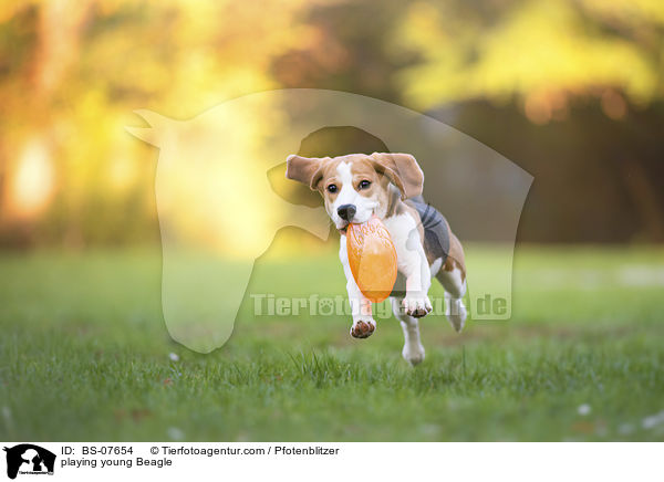 playing young Beagle / BS-07654