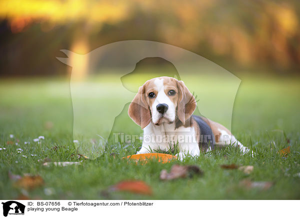 playing young Beagle / BS-07656