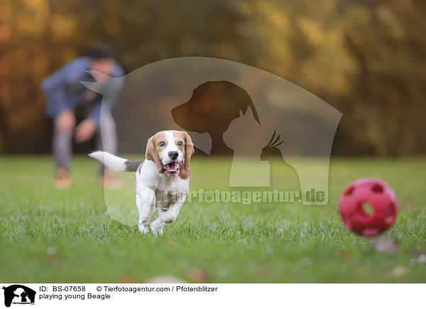 spielender junger Beagle / playing young Beagle / BS-07658