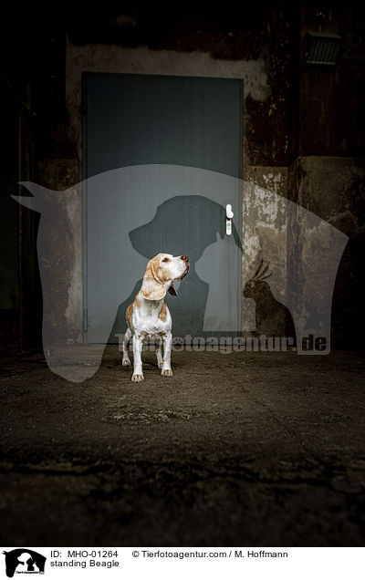stehender Beagle / standing Beagle / MHO-01264