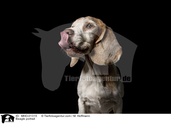 Beagle Portrait / Beagle portrait / MHO-01315