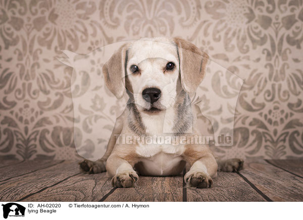 liegender Beagle / lying Beagle / AH-02020