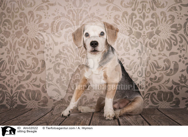 sitzender Beagle / sitting Beagle / AH-02022