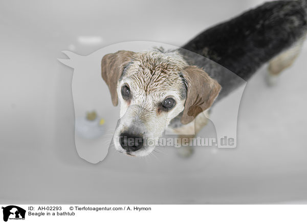Beagle in a bathtub / AH-02293