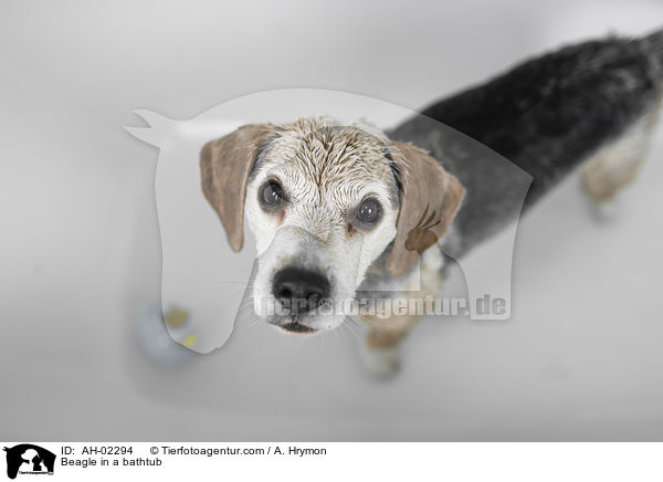Beagle in a bathtub / AH-02294