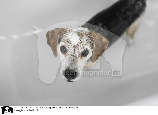 Beagle in einer Badewanne / Beagle in a bathtub / AH-02304