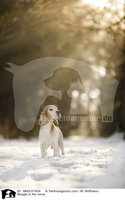 Beagle im Schnee / Beagle in the snow / MHO-01404
