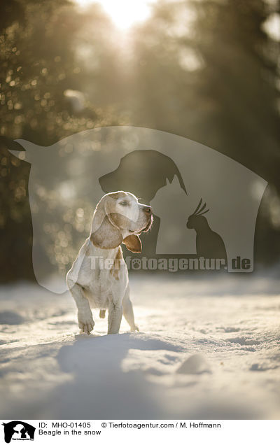 Beagle im Schnee / Beagle in the snow / MHO-01405
