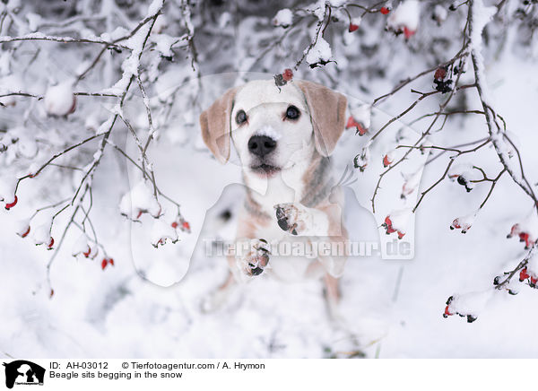 Beagle sitzt bettelnd im Schnee / Beagle sits begging in the snow / AH-03012