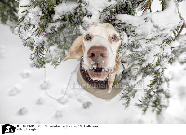 sitzender Beagle / sitting Beagle / MHO-01608