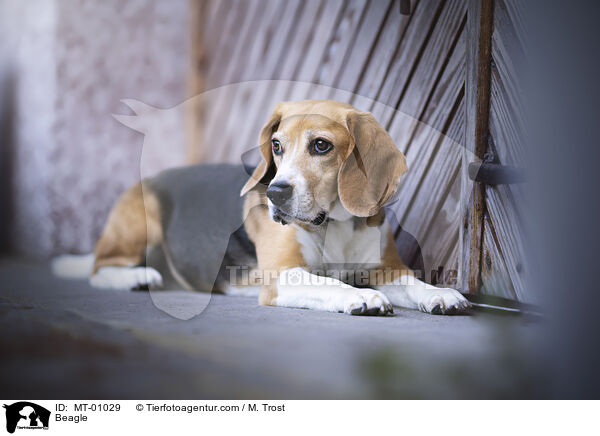 Beagle / Beagle / MT-01029