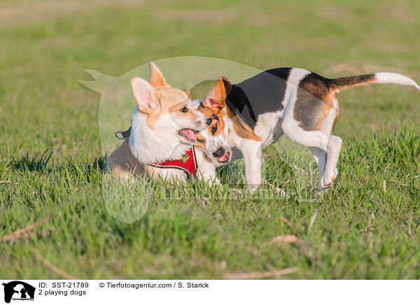 2 spielende Hunde / 2 playing dogs / SST-21789