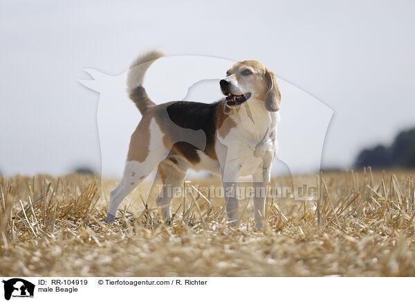 Beagle Rde / male Beagle / RR-104919