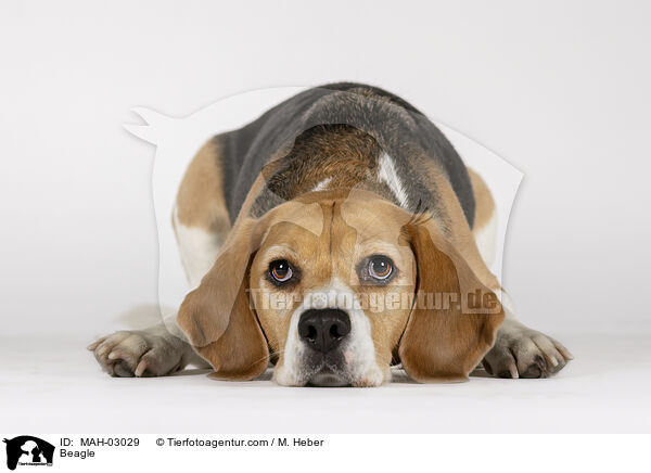 Beagle / Beagle / MAH-03029