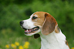 Beagle Portrait